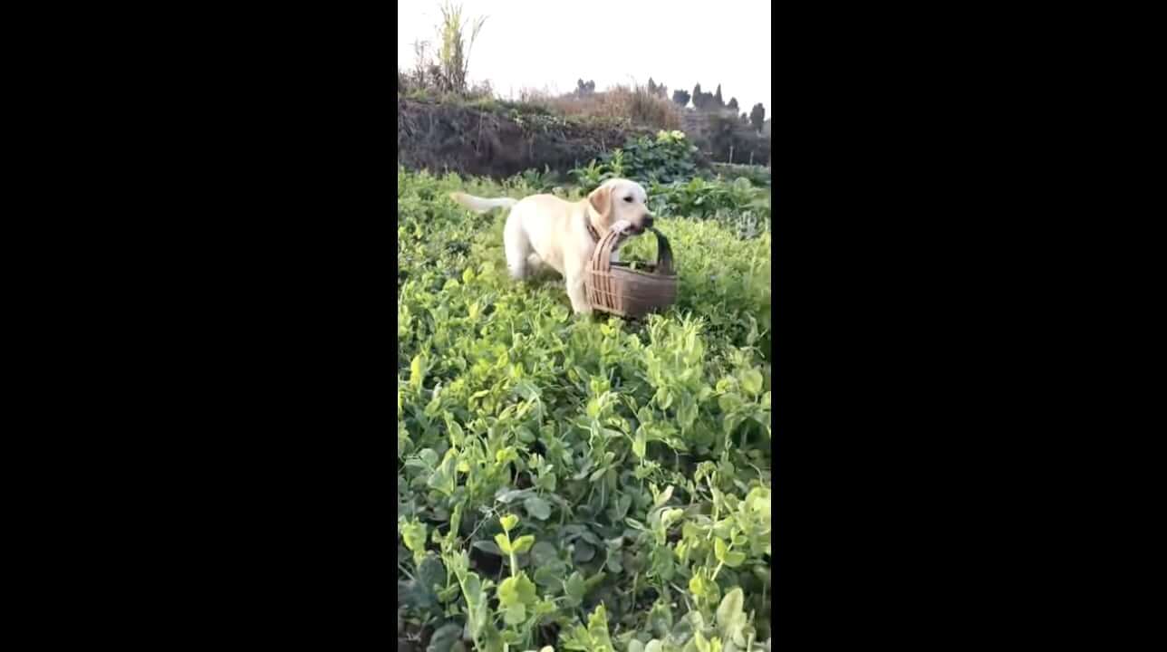 ラブラドールレトリーバー,動画