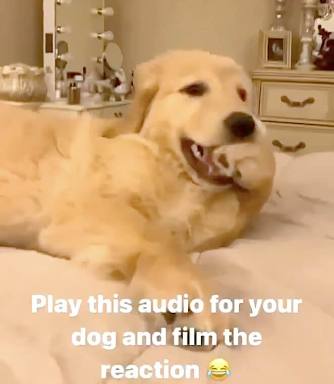 ゴールデンレトリーバー,動画