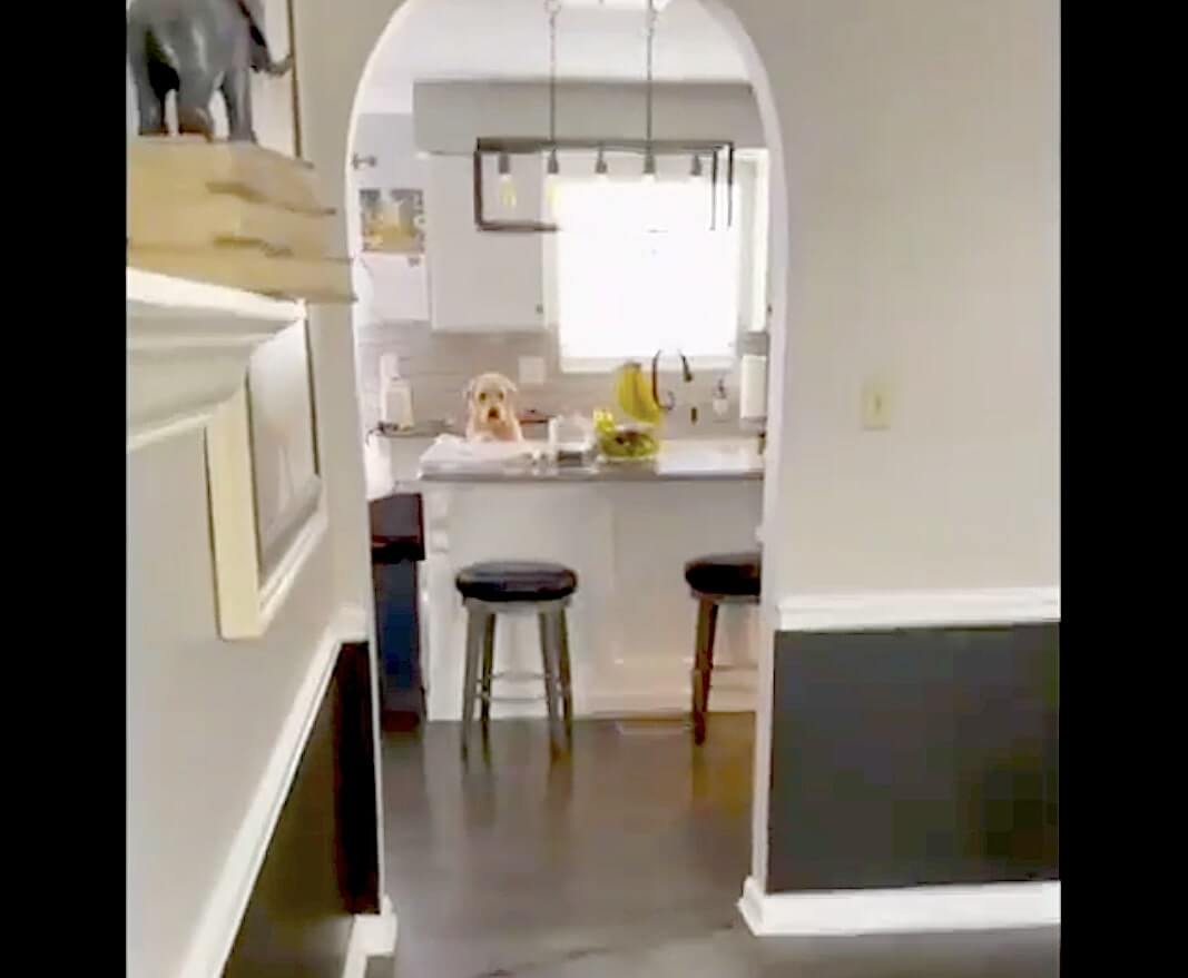 ラブラドールレトリーバー,動画