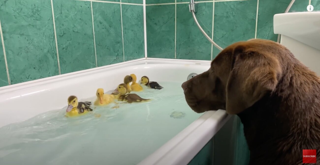 ラブラドールレトリーバー,動画