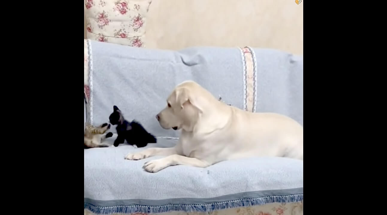 ラブラドールレトリーバー,動画