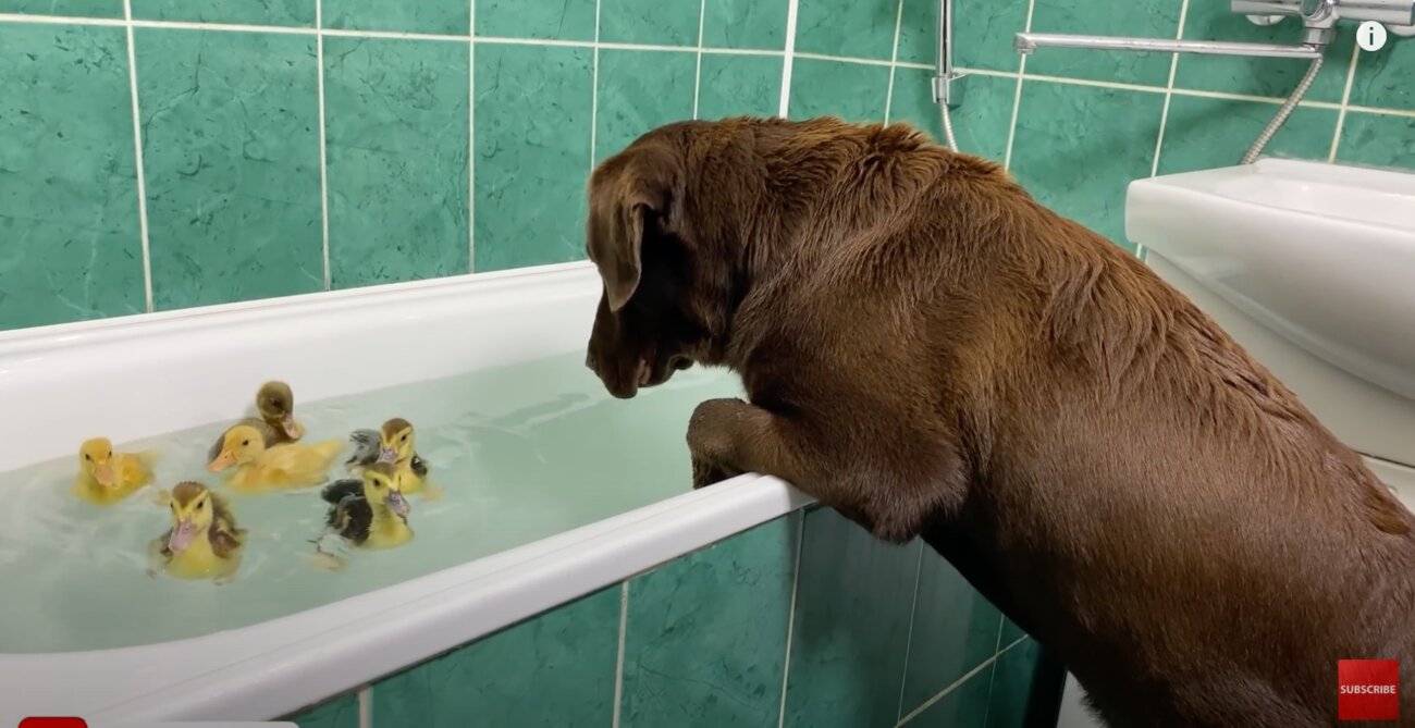 ラブラドールレトリーバー,動画