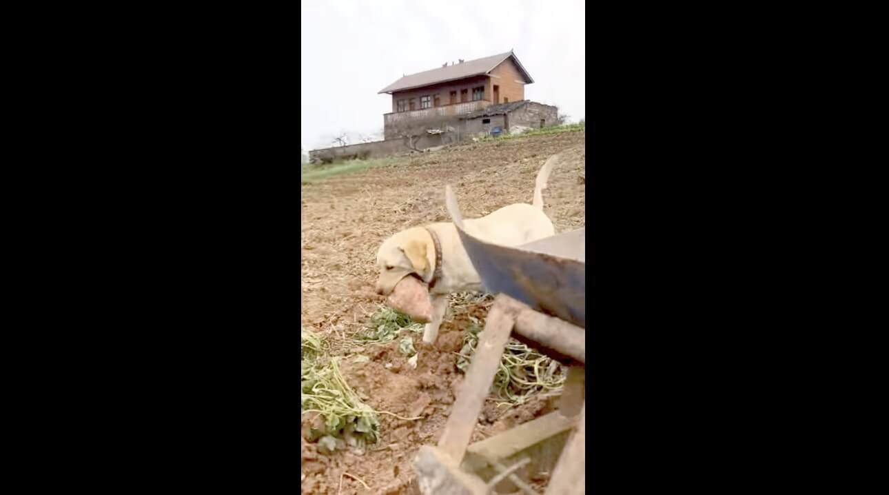 ラブラドールレトリーバー,動画