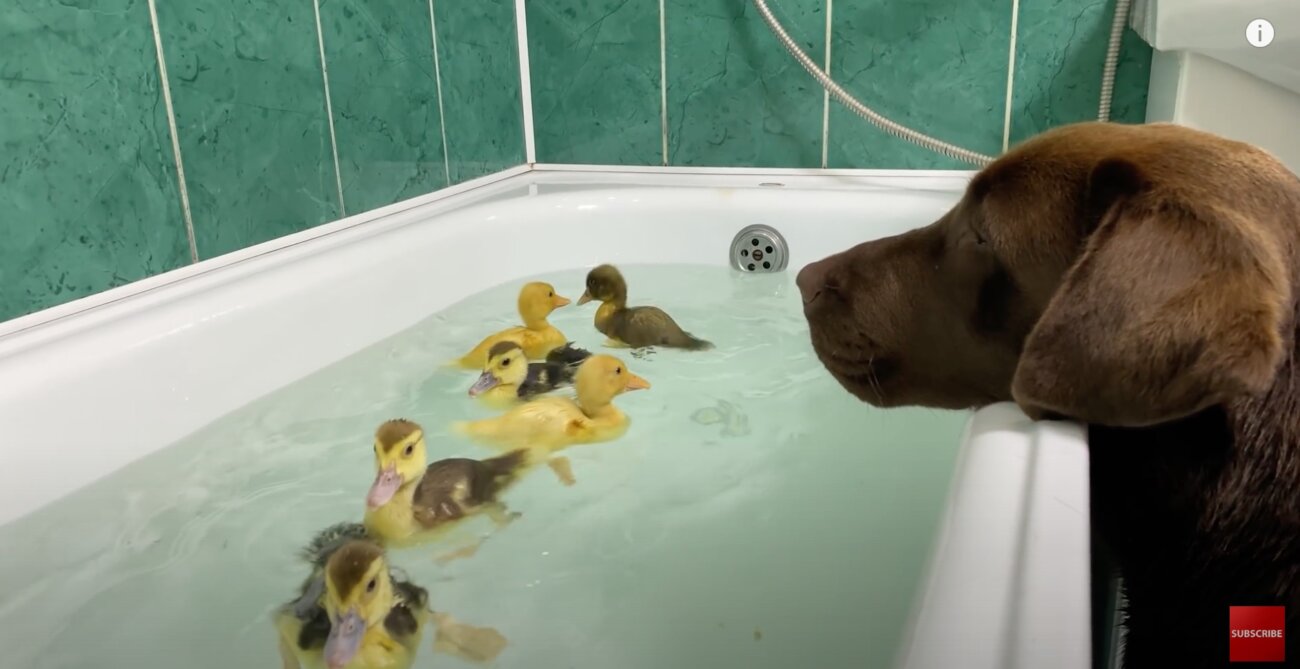 ラブラドールレトリーバー,動画