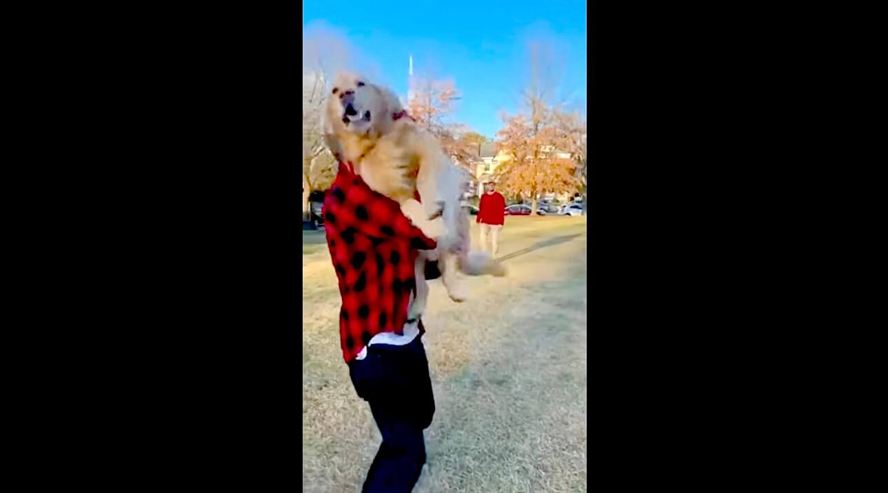 ゴールデンレトリーバー,動画