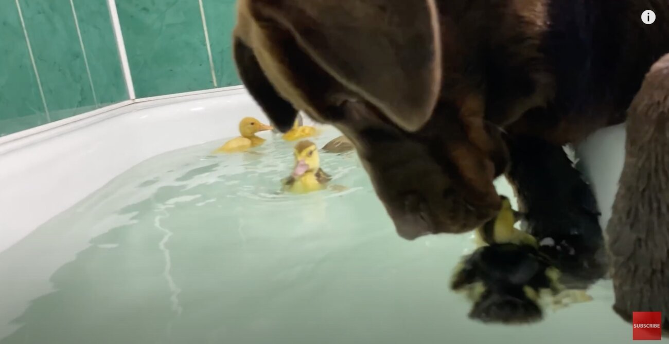 ラブラドールレトリーバー,動画