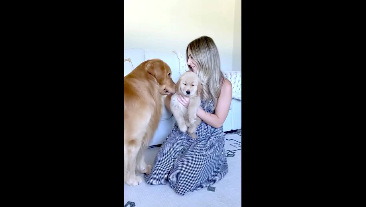 ゴールデンレトリーバー,動画