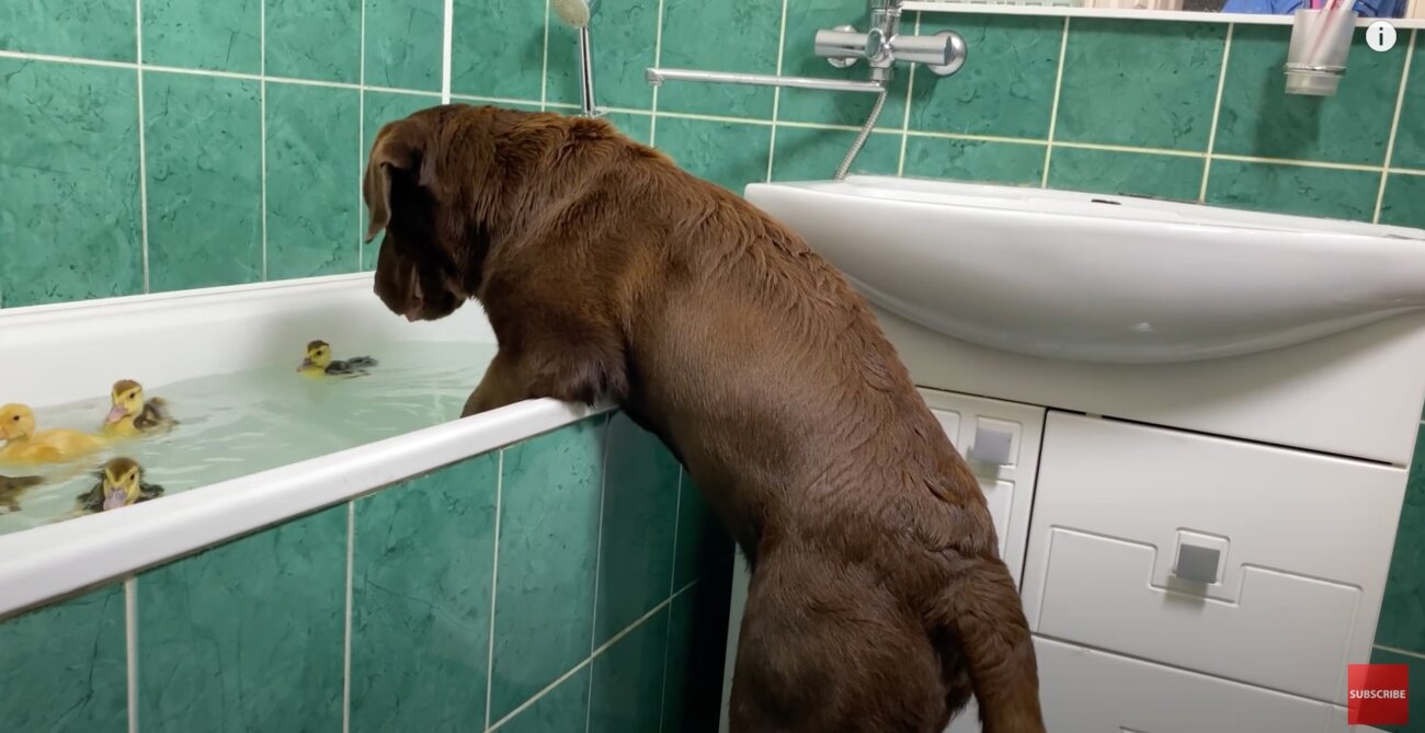 ラブラドールレトリーバー,動画