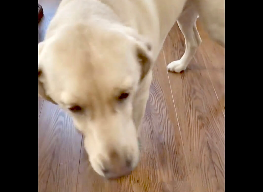 ラブラドールレトリーバー,動画