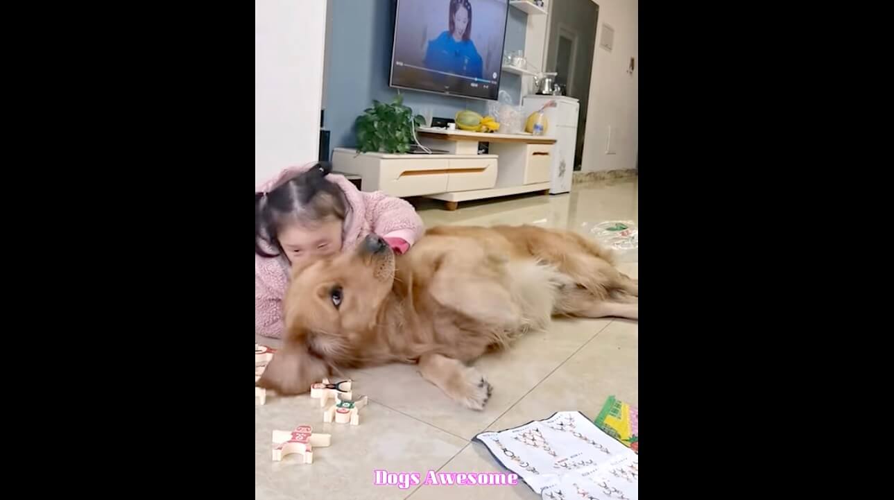 ゴールデンレトリーバー,動画