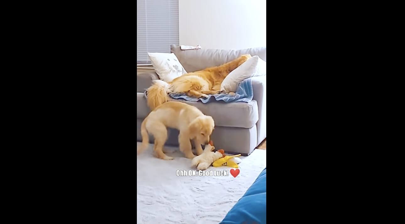 ゴールデンレトリーバー,動画