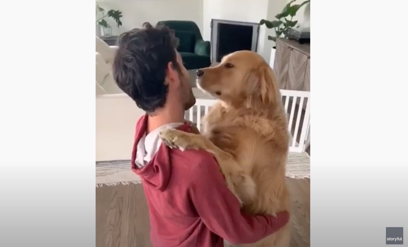 ゴールデンレトリーバー,動画