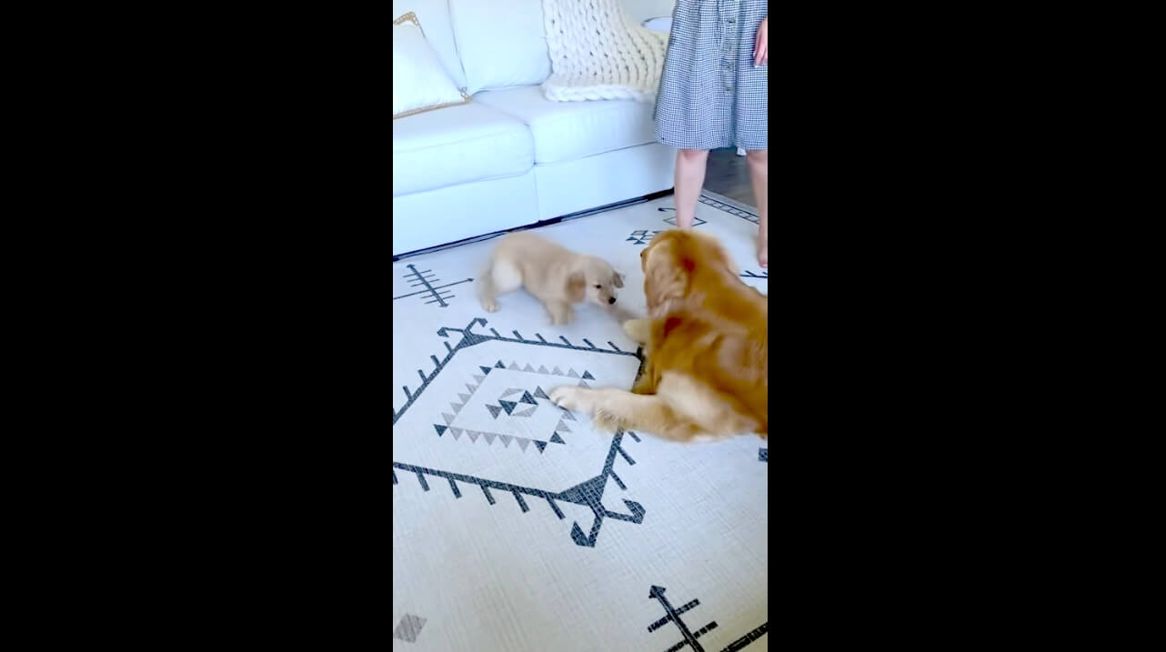 ゴールデンレトリーバー,動画