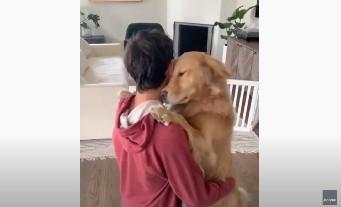 ゴールデンレトリーバー,動画