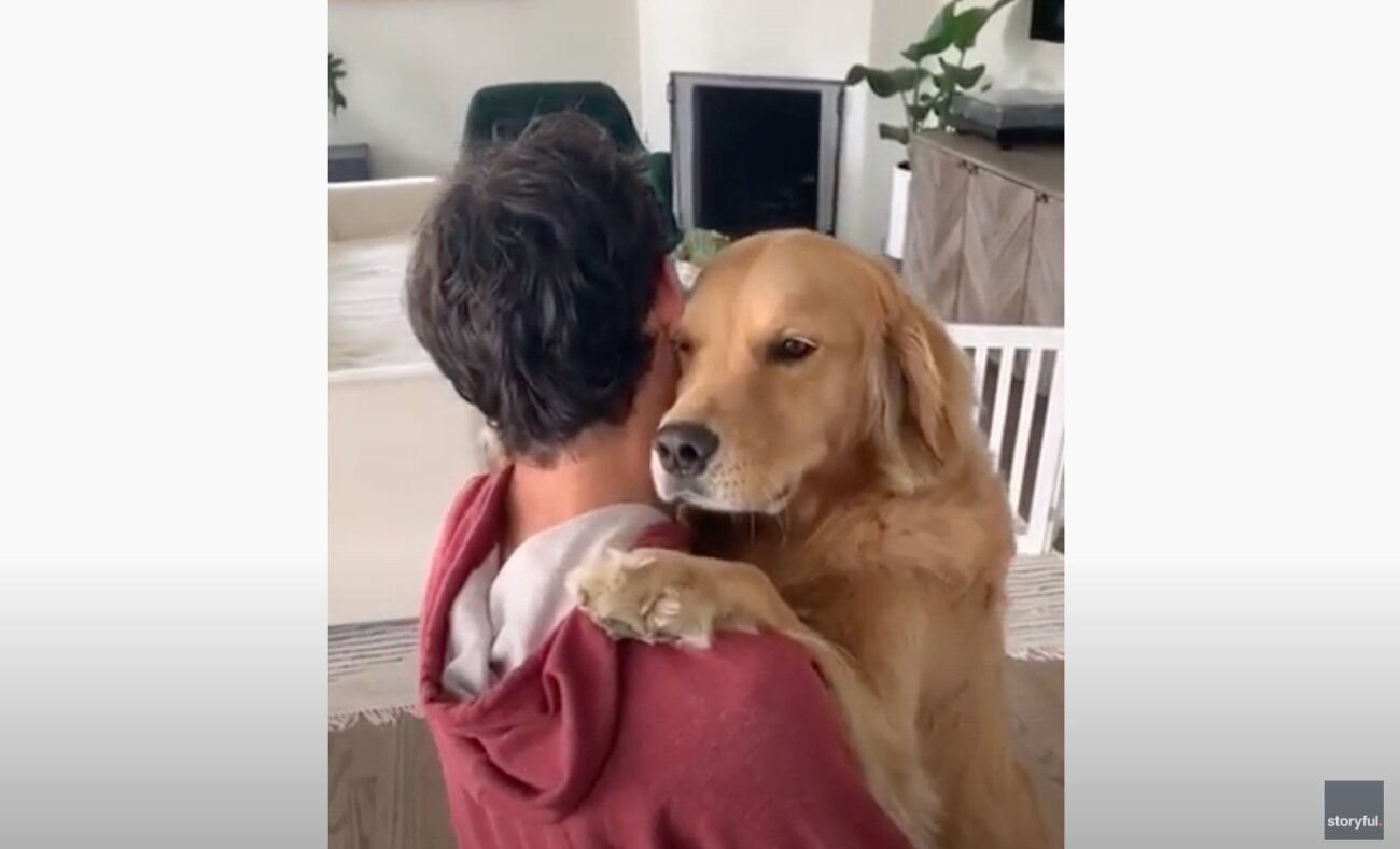 ゴールデンレトリーバー,動画