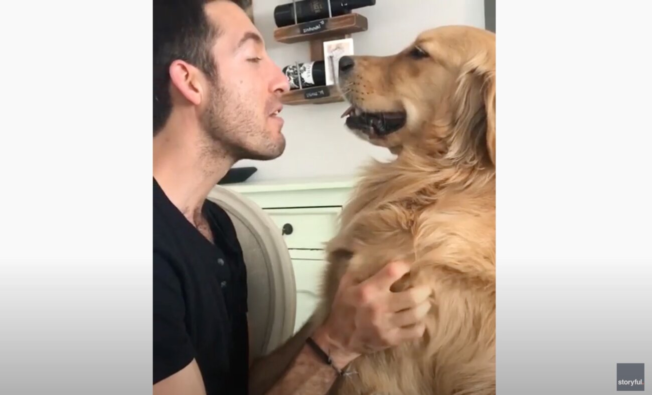 ゴールデンレトリーバー,動画