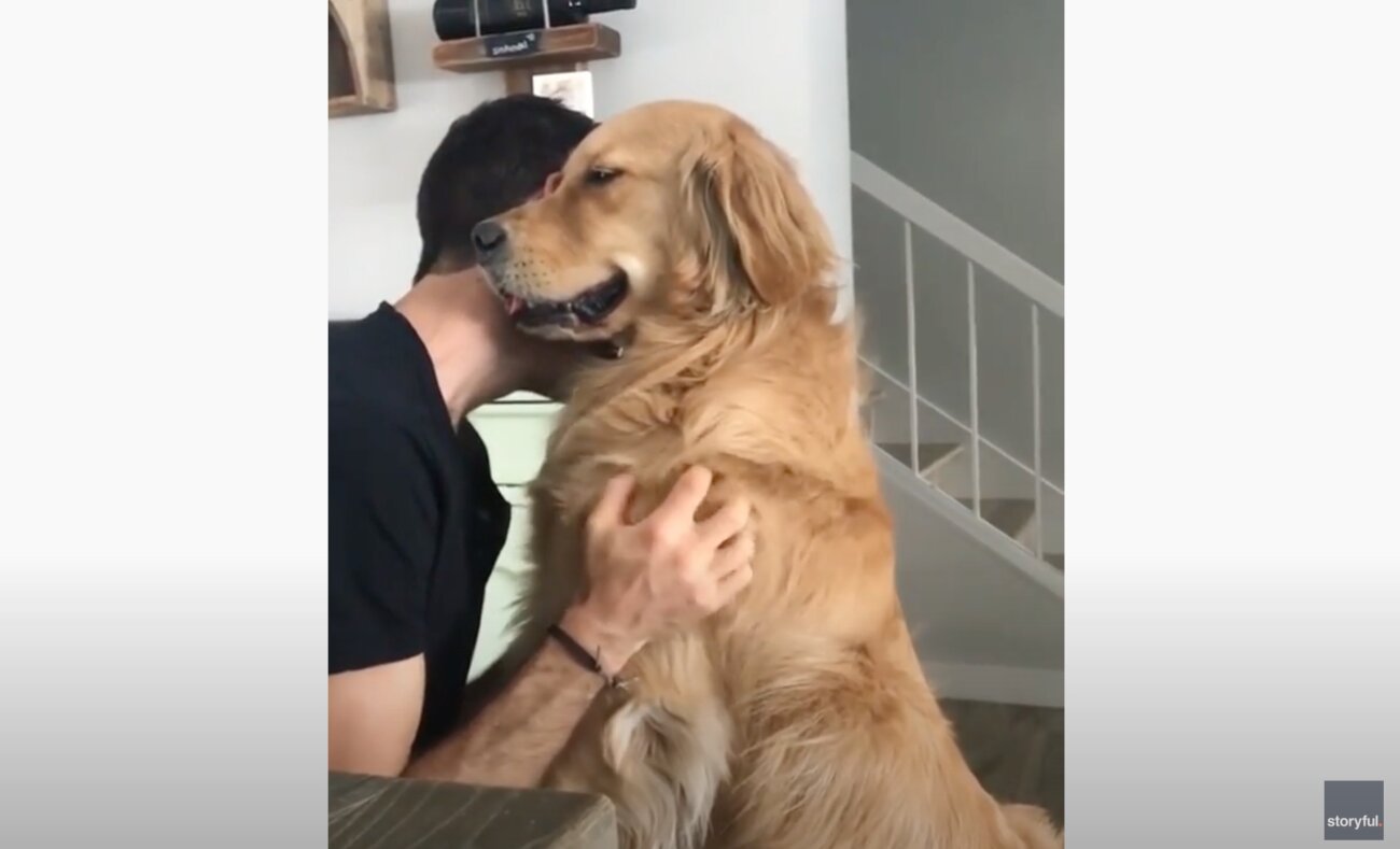 ゴールデンレトリーバー,動画