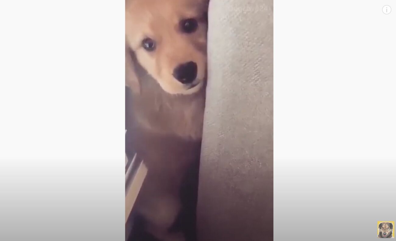 ゴールデンレトリーバー,動画