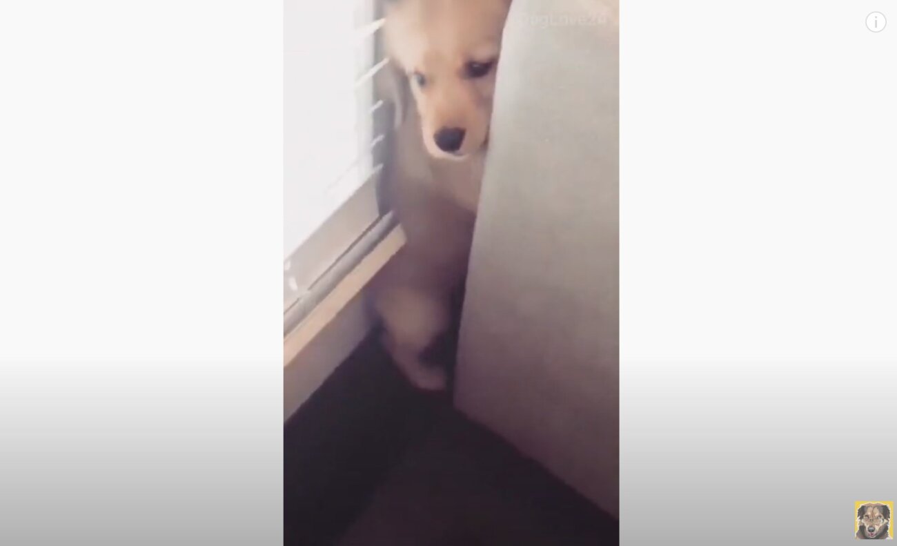 ゴールデンレトリーバー,動画