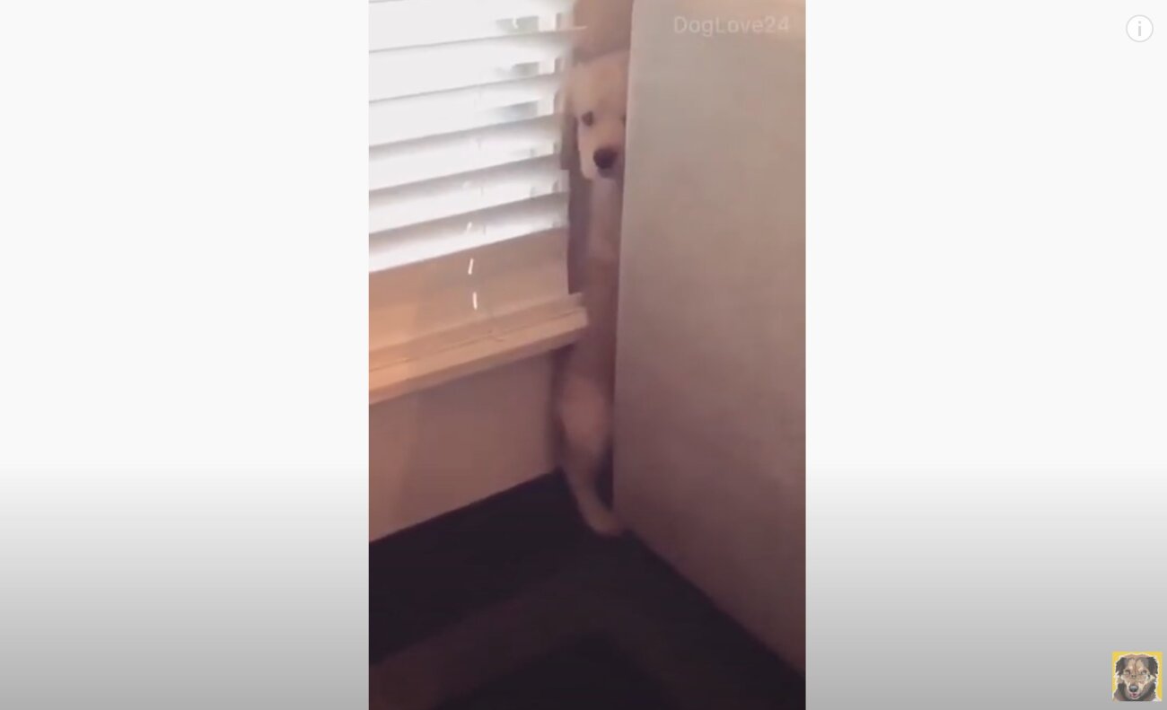 ゴールデンレトリーバー,動画