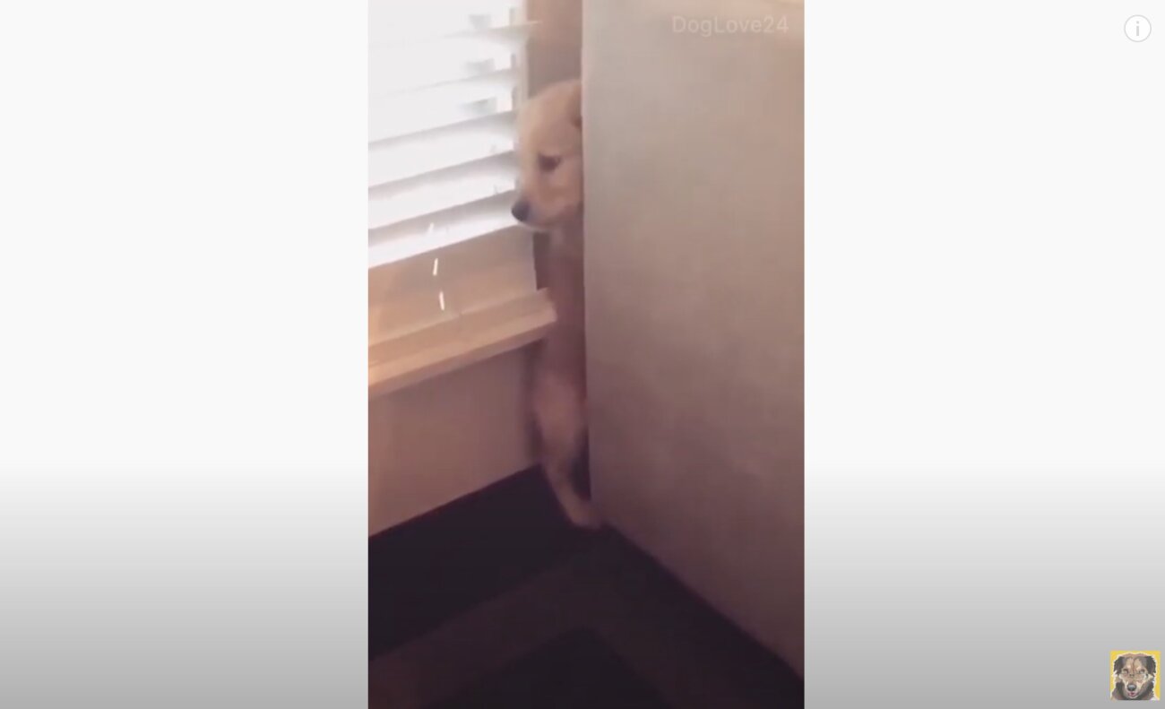 ゴールデンレトリーバー,動画