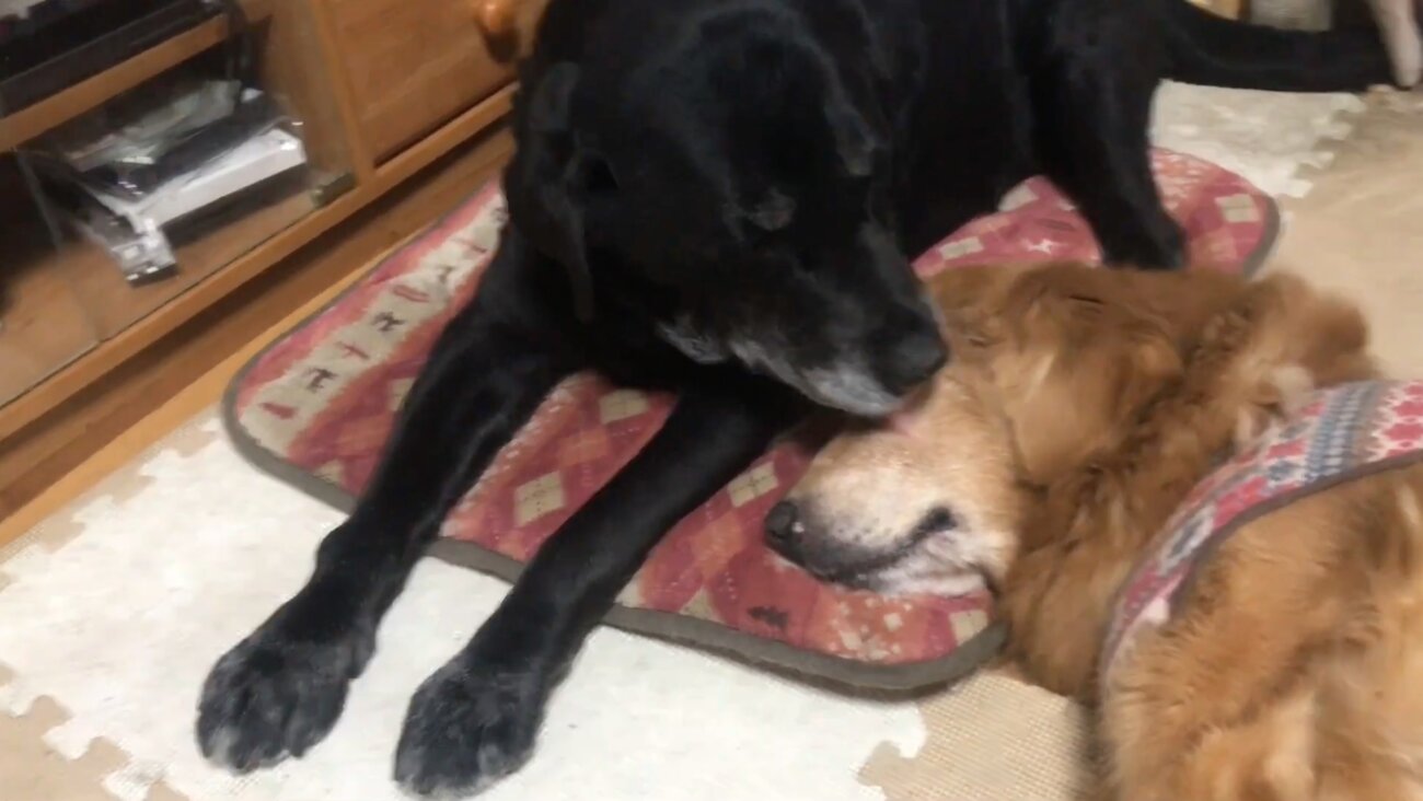 ラブラドールレトリーバー,動画