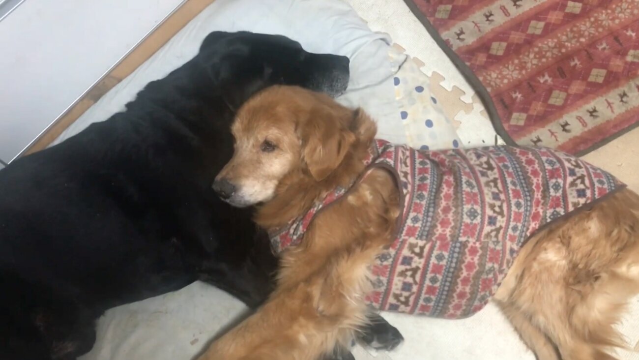 ラブラドールレトリーバー,動画