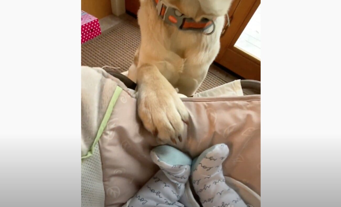 ラブラドールレトリーバー,動画