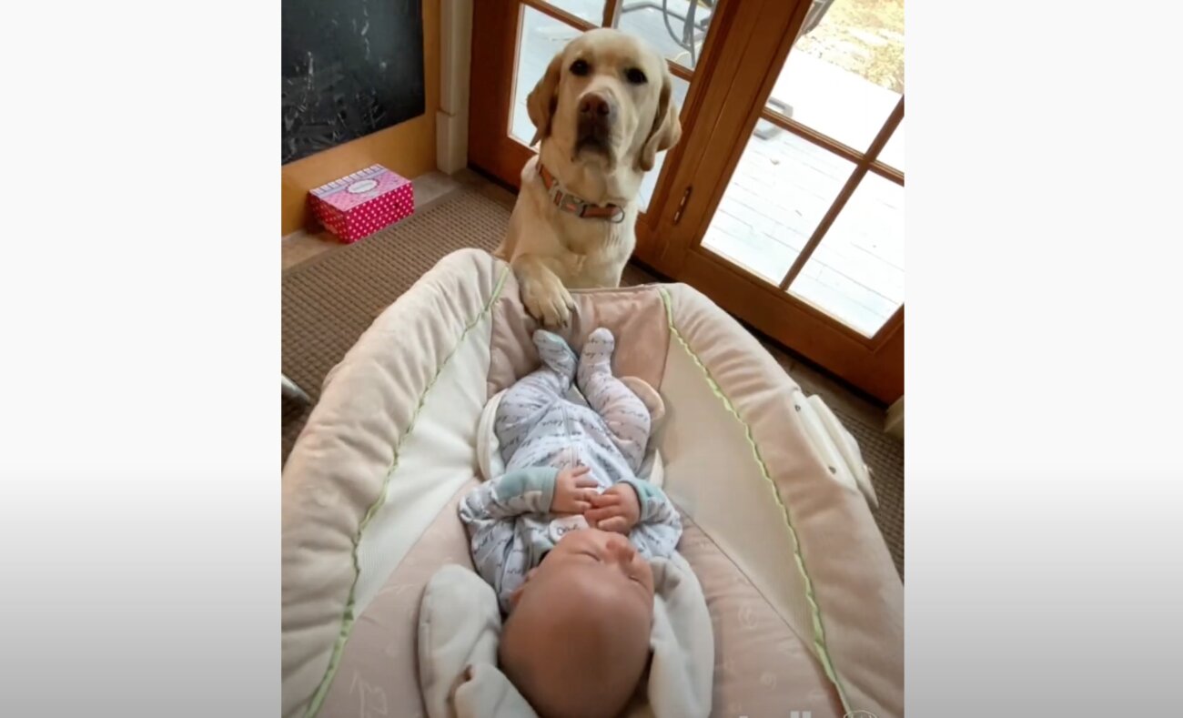 ラブラドールレトリーバー,動画