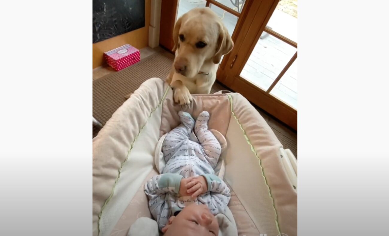 ラブラドールレトリーバー,動画