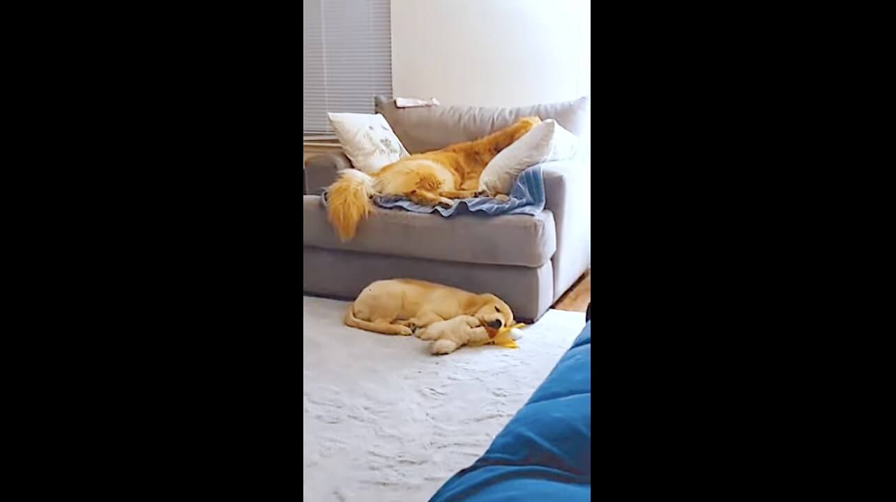 ゴールデンレトリーバー,動画