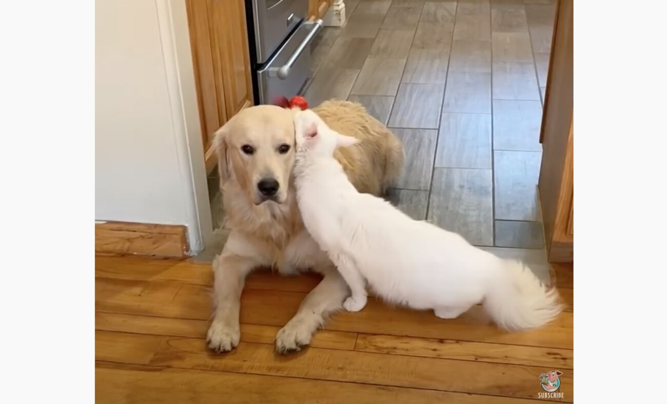 ゴールデンレトリーバー,動画