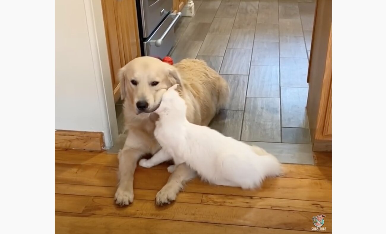 ゴールデンレトリーバー,動画