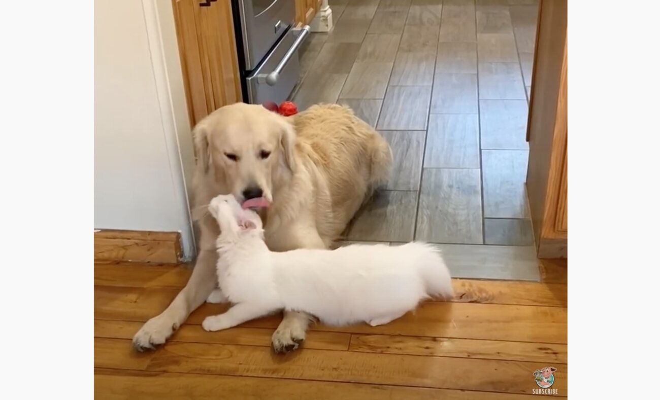 ゴールデンレトリーバー,動画