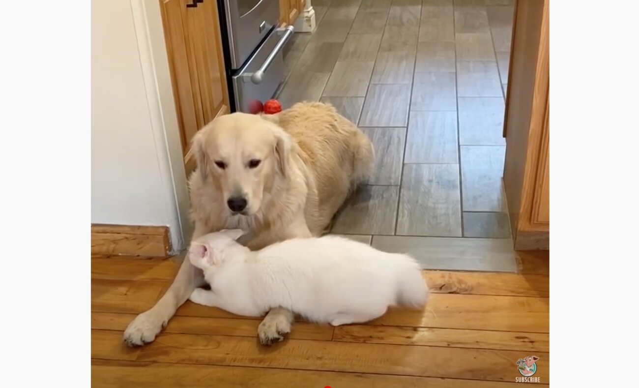 ゴールデンレトリーバー,動画