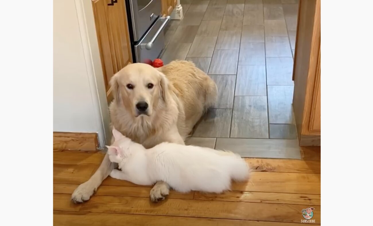 ゴールデンレトリーバー,動画