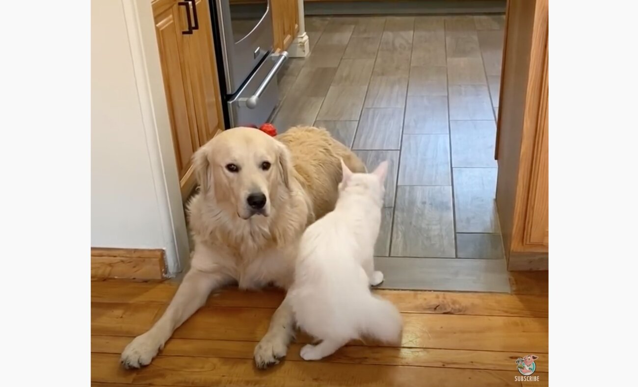 ゴールデンレトリーバー,動画