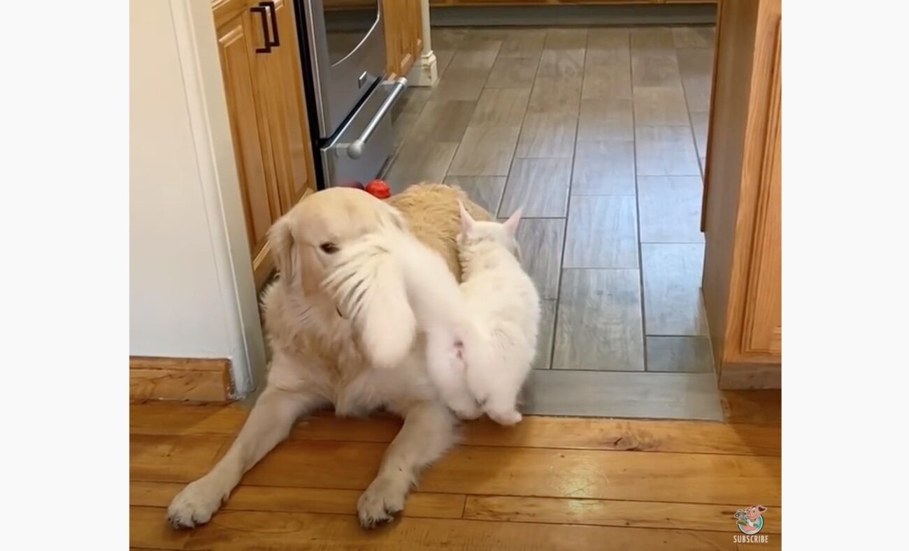 ゴールデンレトリーバー,動画