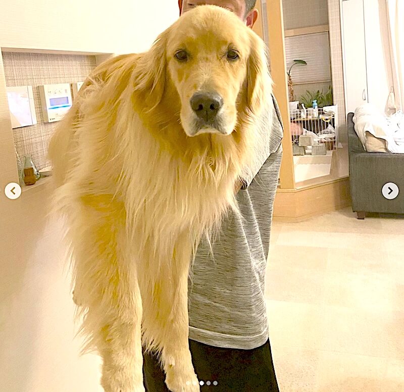 ゴールデンレトリーバー,動画