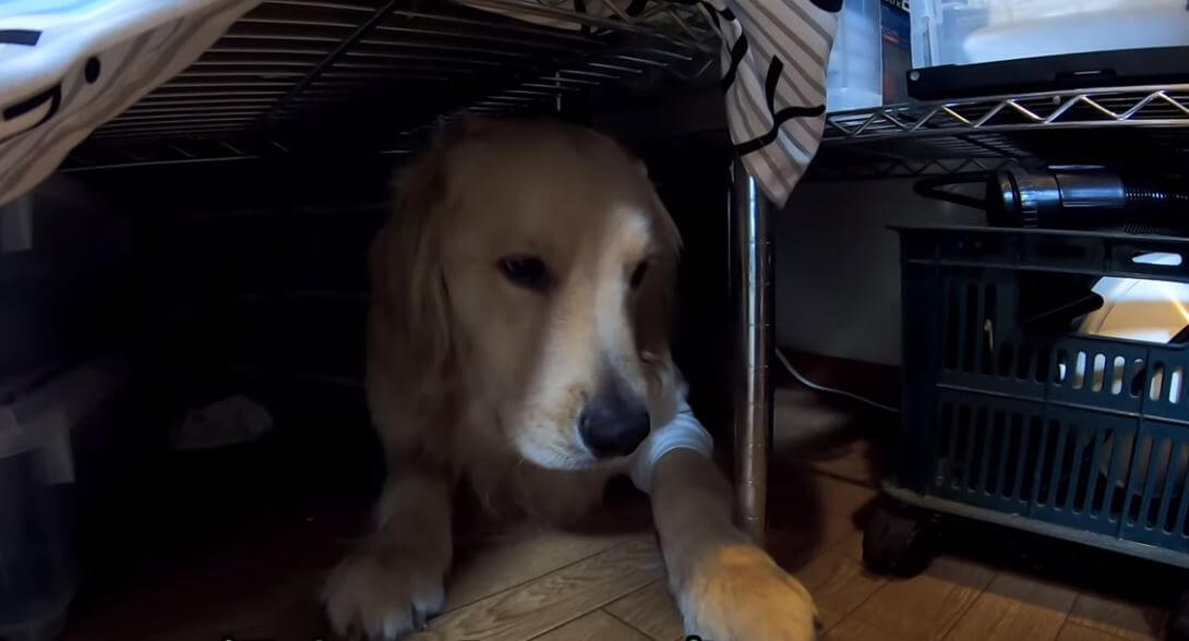 ゴールデンレトリーバー,動画