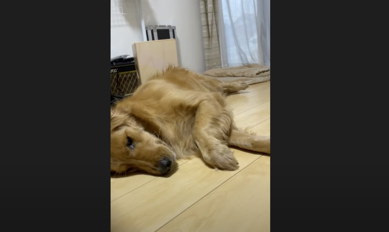 ゴールデンレトリーバー,動画