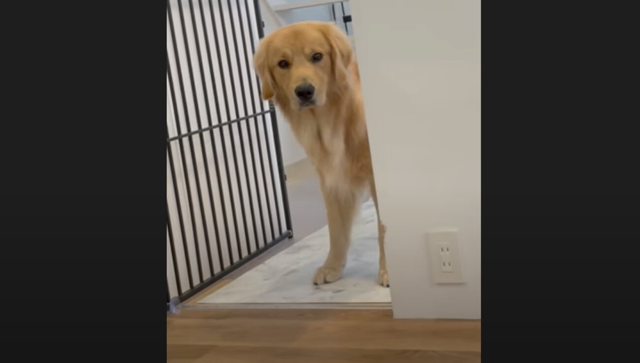 ゴールデンレトリーバー,動画