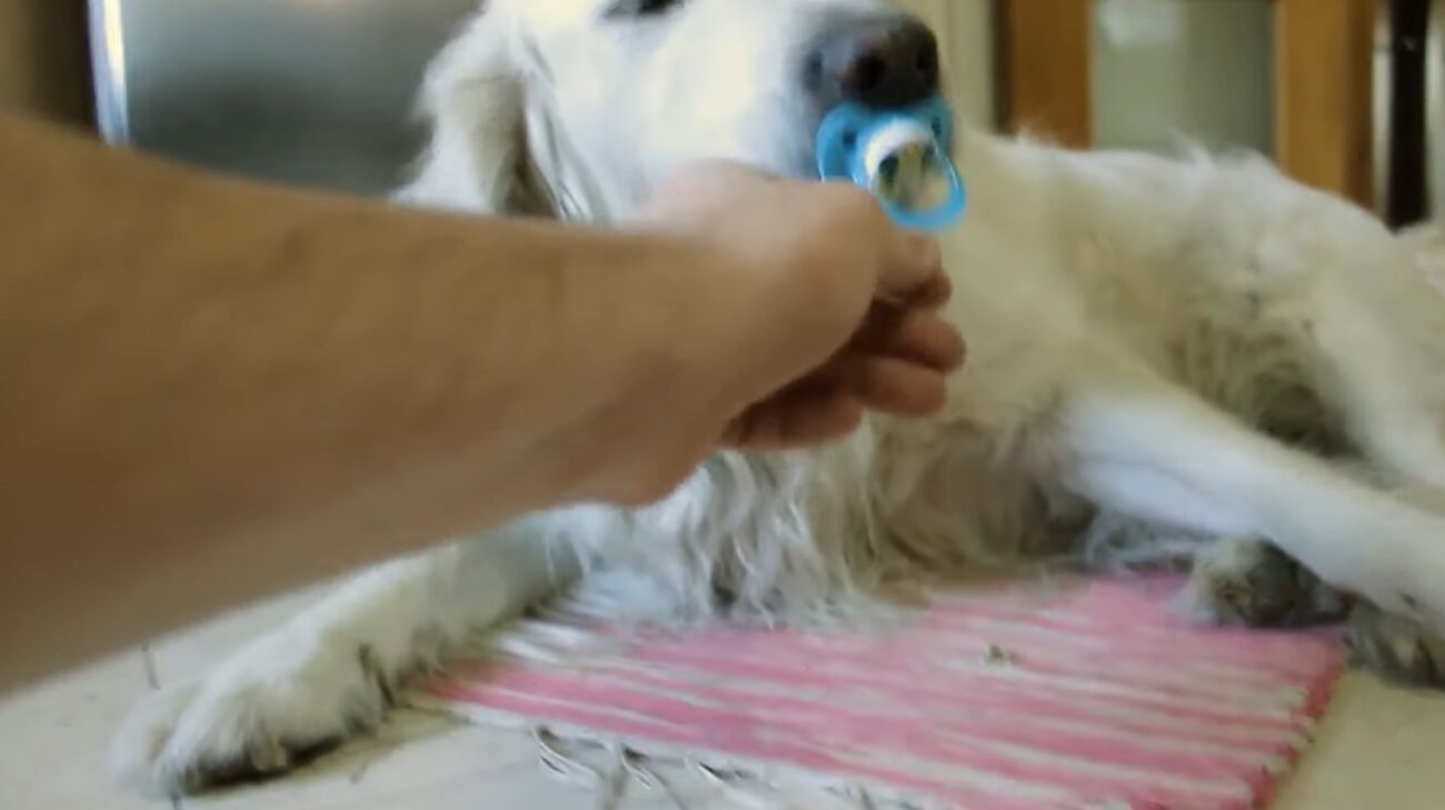 ゴールデンレトリーバー,動画