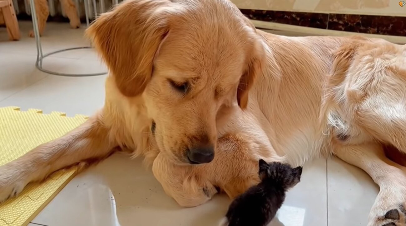 ゴールデンレトリーバー,動画