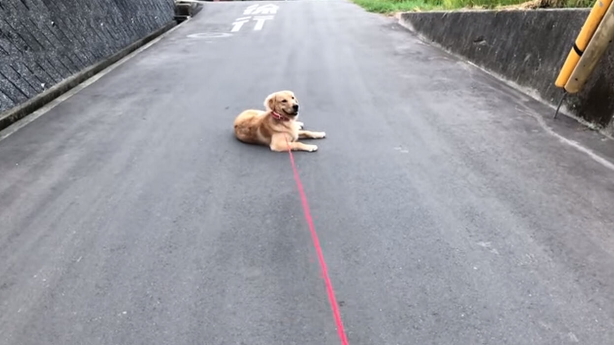 ゴールデンレトリーバー,動画