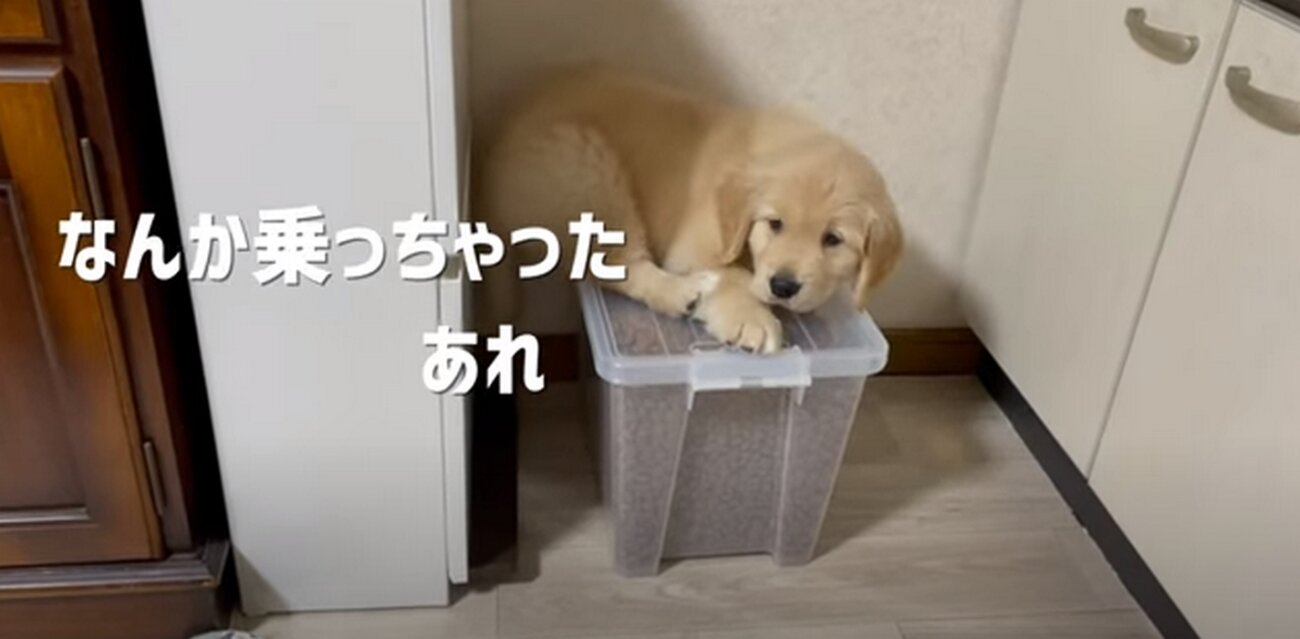 ゴールデンレトリーバー,動画