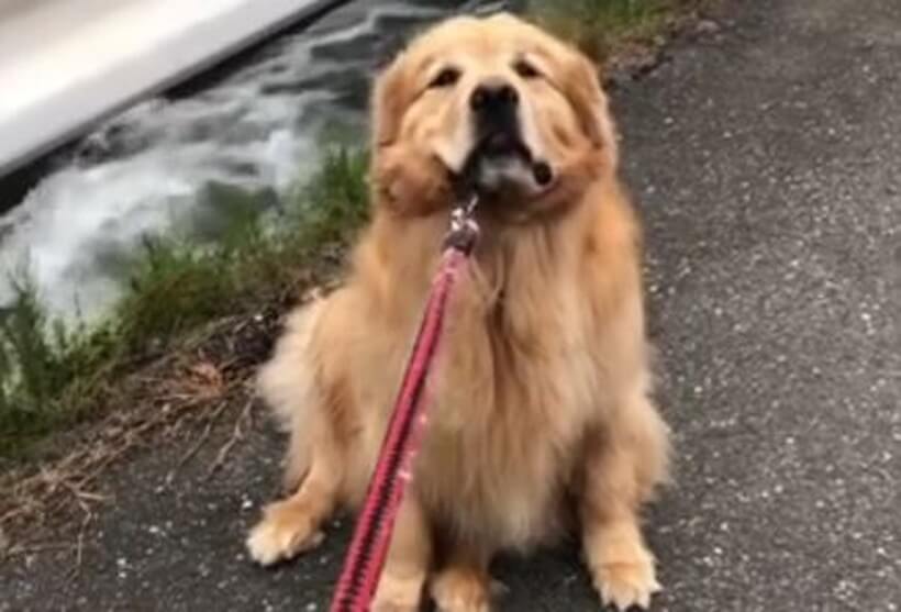 ゴールデンレトリーバー,動画