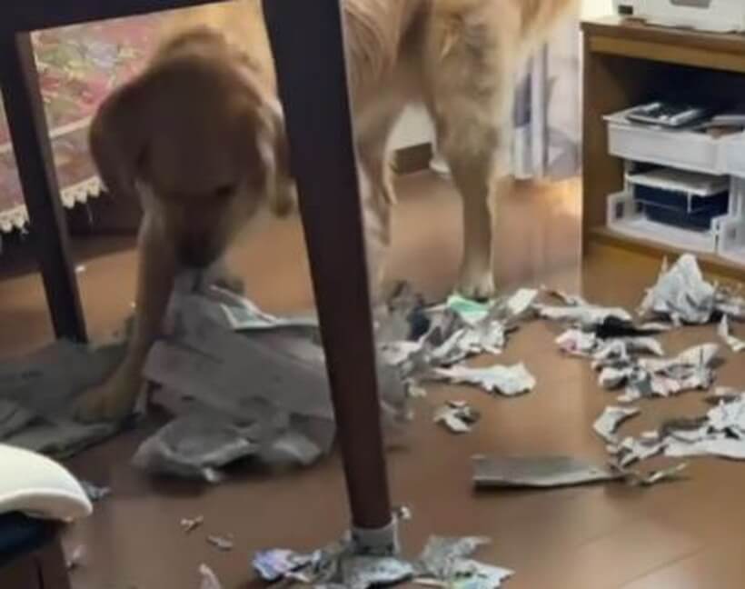 ゴールデンレトリーバー,動画