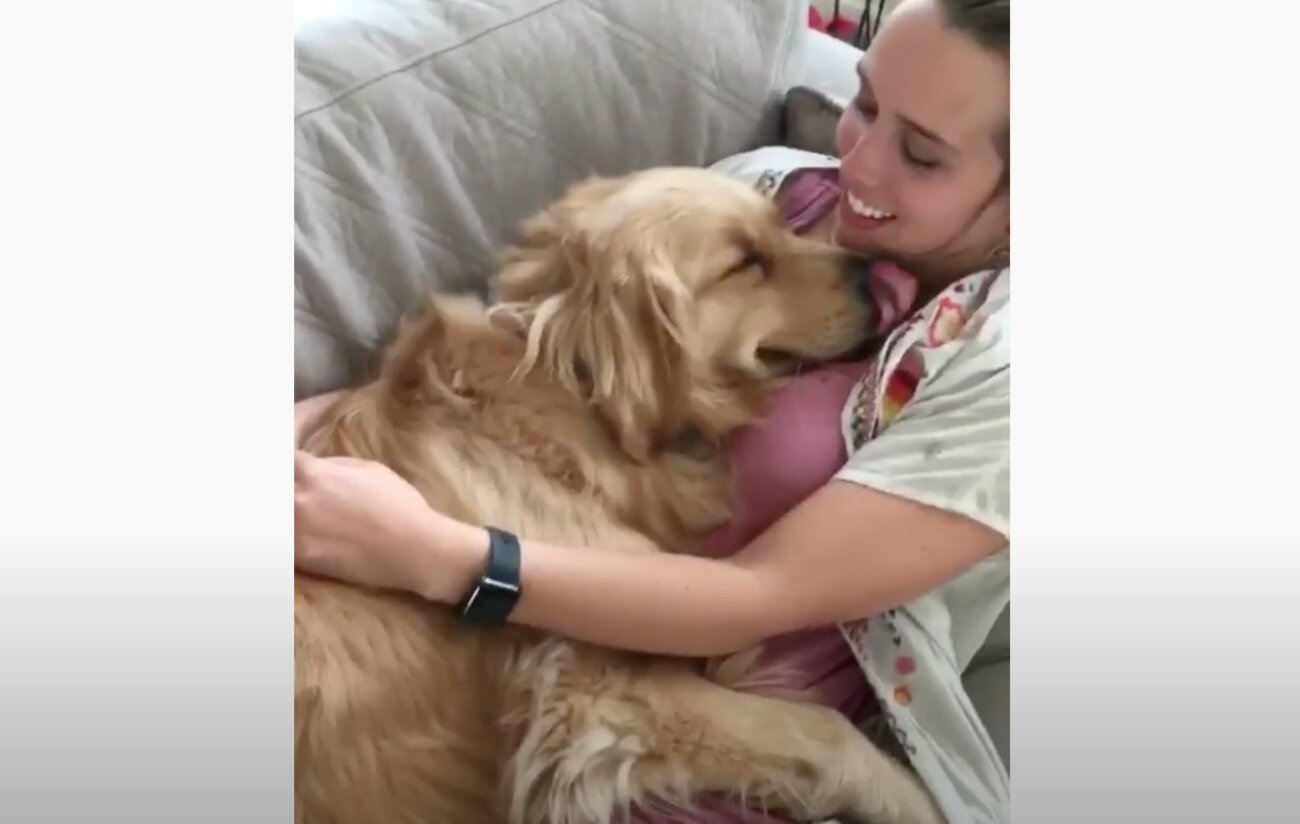 ゴールデンレトリーバー,動画