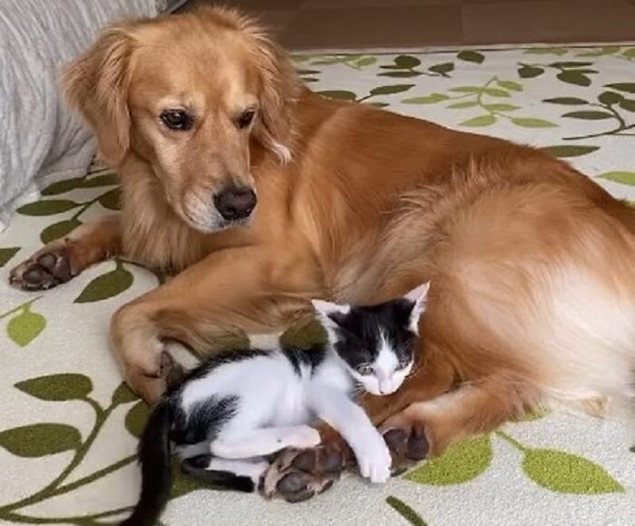 ゴールデンレトリーバー,動画